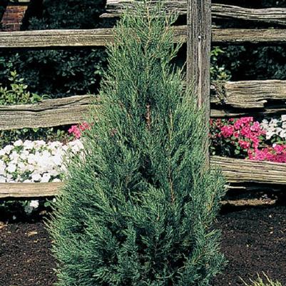 Juniperus scopulorum Montana Green