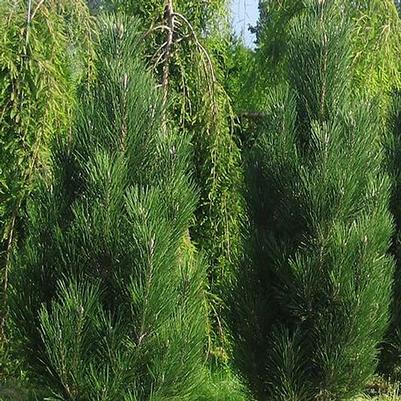 Pinus nigra Arnold Sentinel