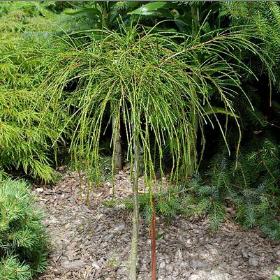 Thuja plicata Whipcord-Standard