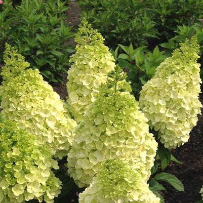 Hydrangea paniculata Moonrock&trade;-Standard