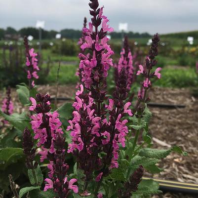 Salvia nemorosa Midnight® Midnight® Rose