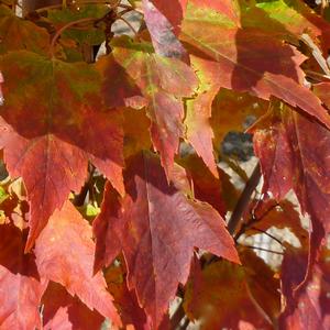 Acer rubrum Red Rocket