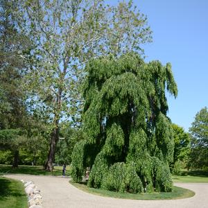 Cercidiphyllum japonicum Pendula