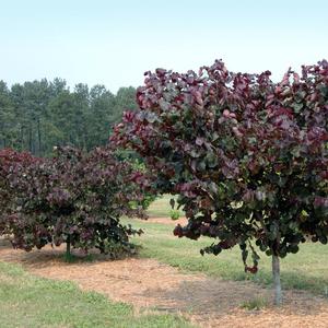 Cercis canadensis Merlot