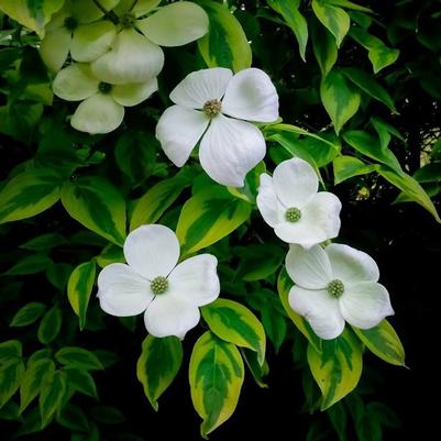 Cornus Celestial Shadow