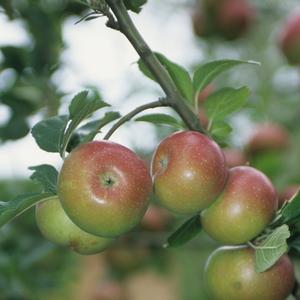 Malus pumila Royal Gala