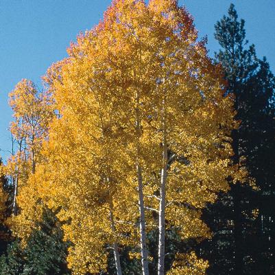 Populus tremuloides 