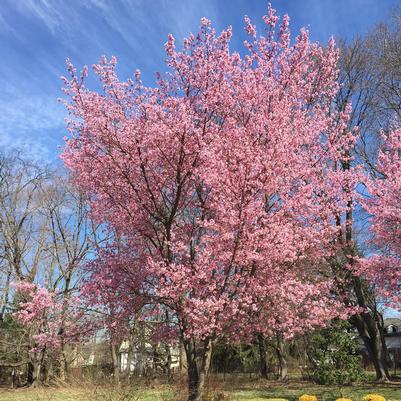 Prunus x incamp Okame