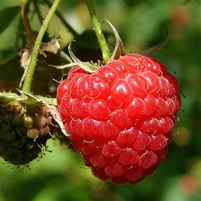 Rubus idaeus Encore