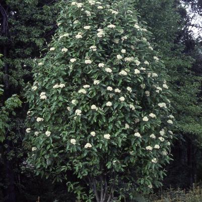Sorbus x thuringiaca (x hybrida) 