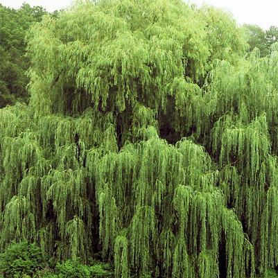 Salix nigra 