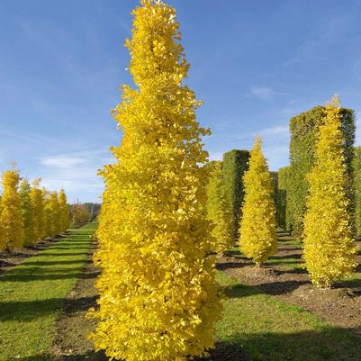 Ginkgo biloba Fastigiata Blagon