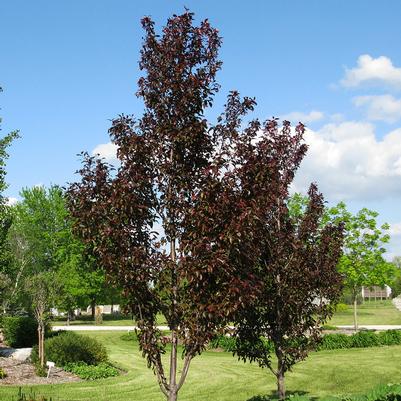 Malus x adstringens Durleo