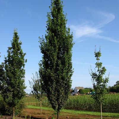 Quercus robur x alba JFS-KW3QX