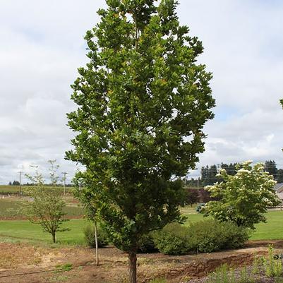 Quercus robur x alba JFS-KW1QX
