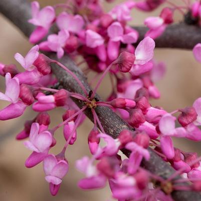 Cercis canadensis UMN7101