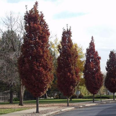 Quercus x Scarlet Letter™