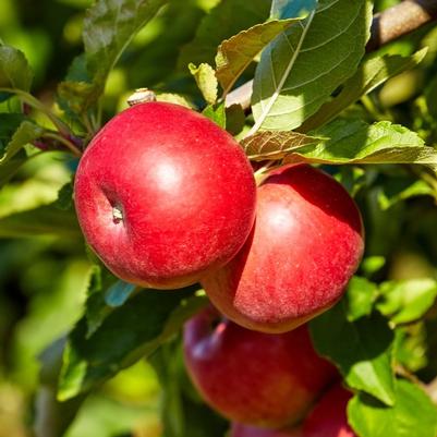 Malus domestica CO-OP 39