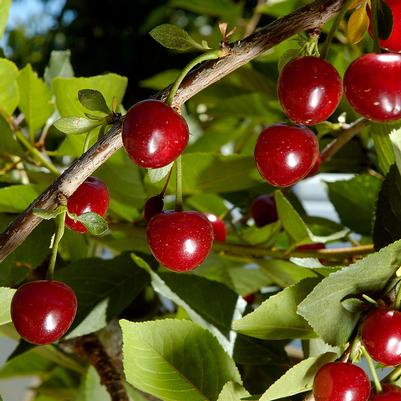 Prunus Cherry Combination