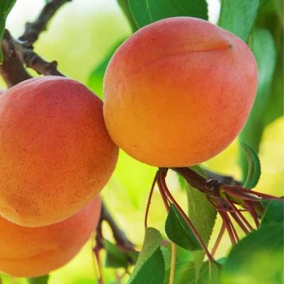 Prunus armeniaca Westley