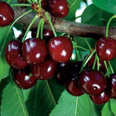 Prunus kerrasis Crimson Passion