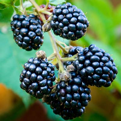 Rubus fruiticosus Loch Ness
