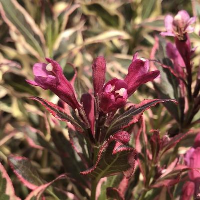 Weigela florida All Summer®-Standard