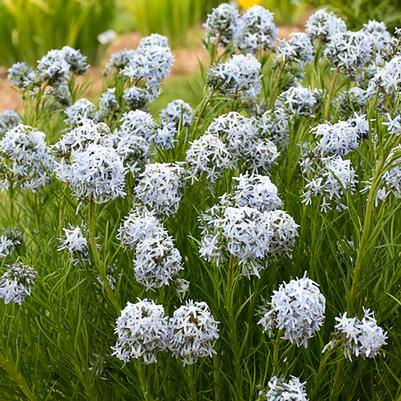 Amsonia hubrichtii String Theory