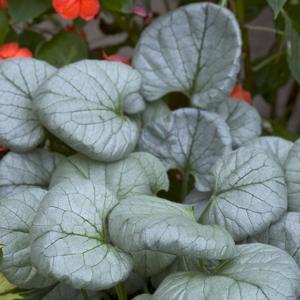 Brunnera macrophylla Looking Glass