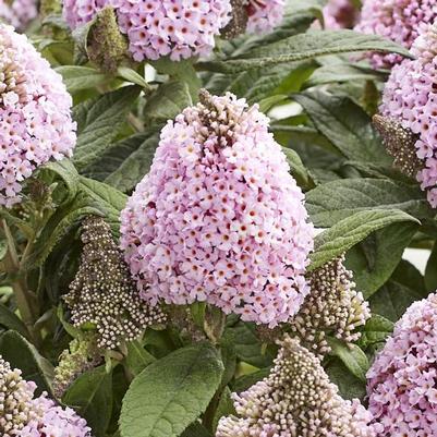 Buddleia davidii Little Rockstars Pink