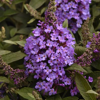 Buddleia davidii Chrysalis™ Steel Blue