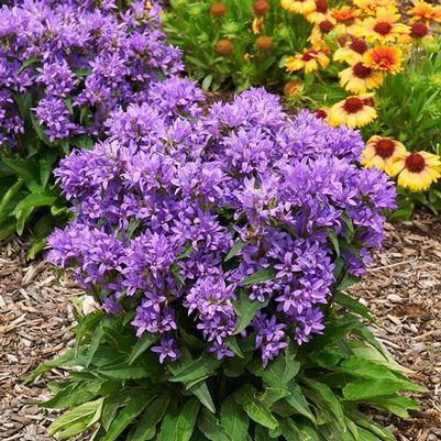Campanula glomerata Genti Blue