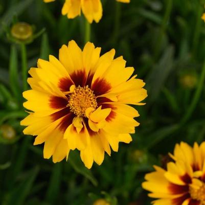Coreopsis grandiflora Solanna™ Sunset Bright