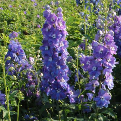 Delphinium elatum Guardian Blue