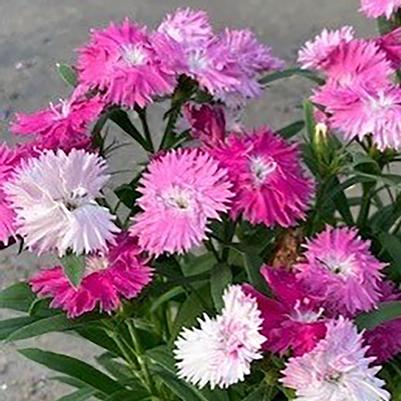 Dianthus Edgy Sugar 'n Spice