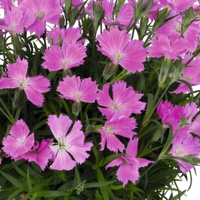 Dianthus caryophyllus Rock Violet
