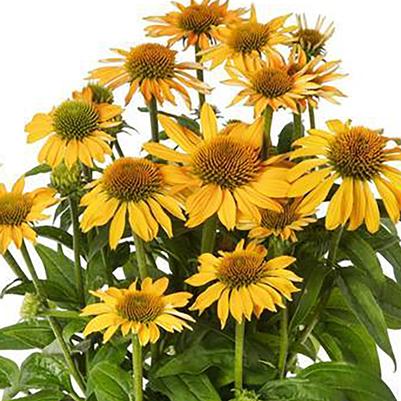 Echinacea purpurea Prairie Blaze™ Golden Yellow