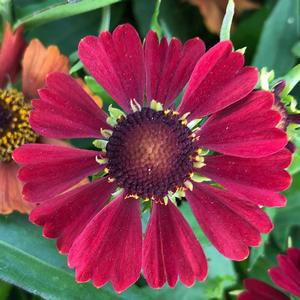 Helenium autumnale HayDay™ Red 