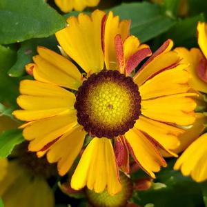 Helenium autumnale HayDay™ Gold Bicolor 