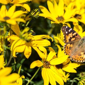 Helianthus salicifolius Autumn Gold