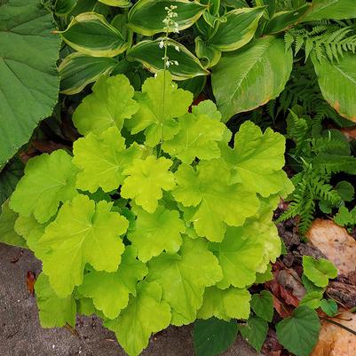 Heuchera Baby Bells™ Chartreuse Charmer