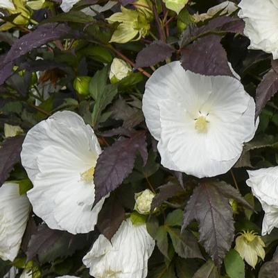 Hibiscus Summerific® Cookies and Cream