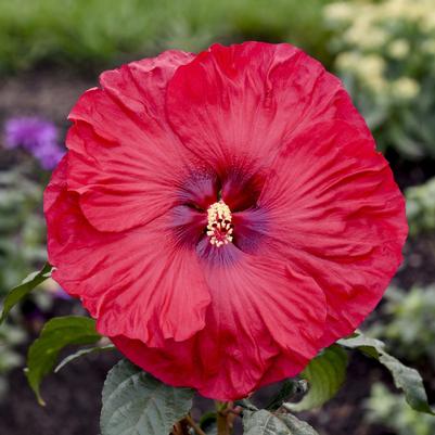 Hibiscus Summerific® Valentine's Crush