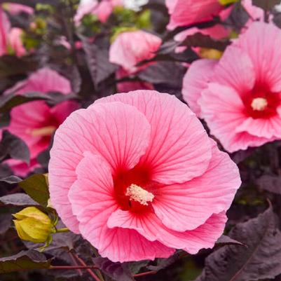 Hibiscus Summerific® Edge Of Night
