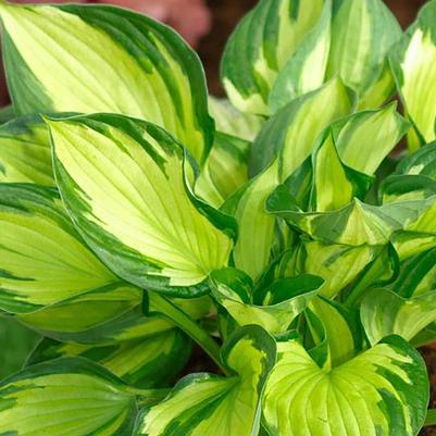 Hosta Coloured Hulk