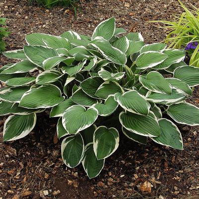Hosta Fragrant Dream
