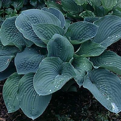 Hosta Elegans