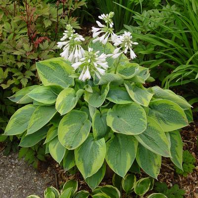 Hosta tokudama Flavocircinalis
