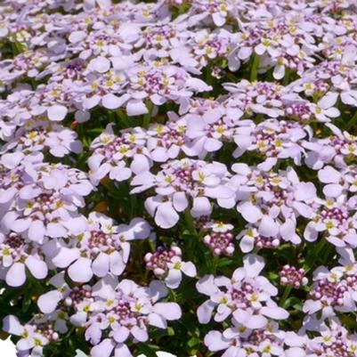 Iberis sempervirens Candy Sorbet