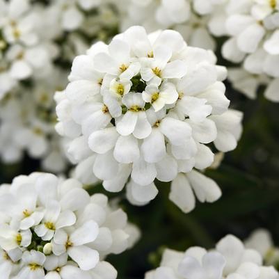 Iberis sempervirens Snowsation